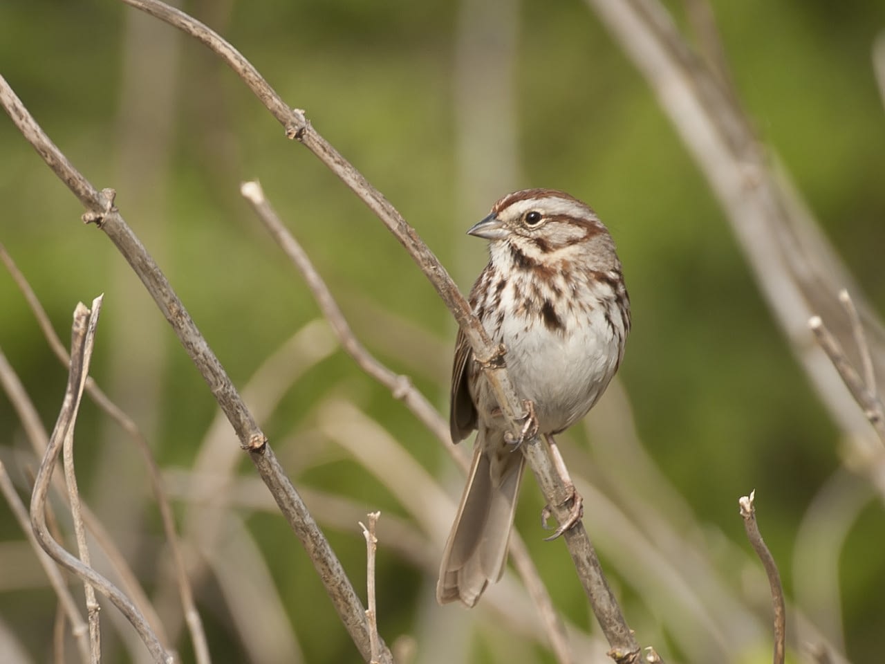 Song Sparrow Award Columbus Audubon